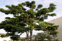 Castanospermum australe